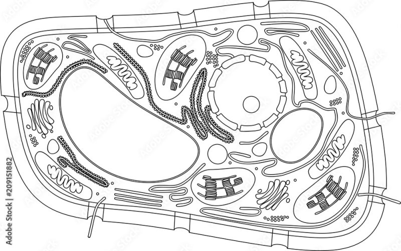Строение ратсительнойклетки без подписей