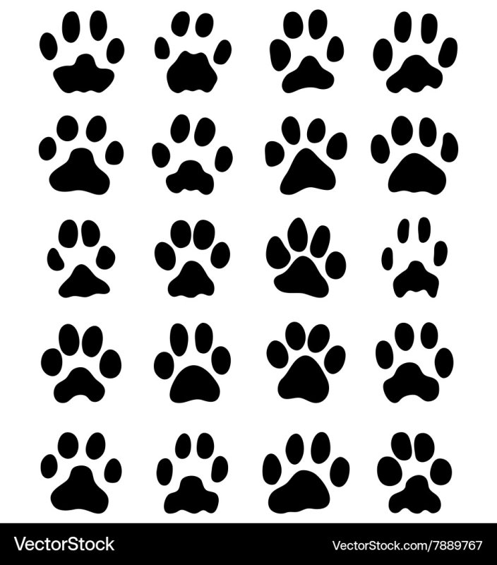 Лапки шаблон