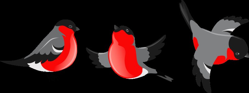 Снегирь на белом фоне