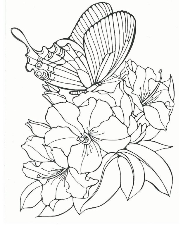 Цветы и бабочки. Раскраска