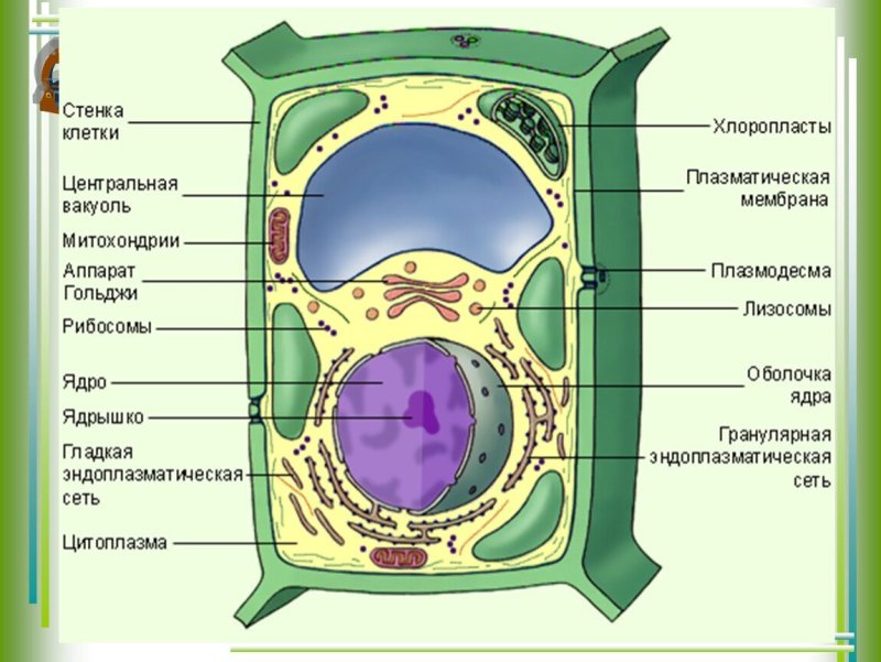 Вакуоли ядро клеточная стенка хлоропласты