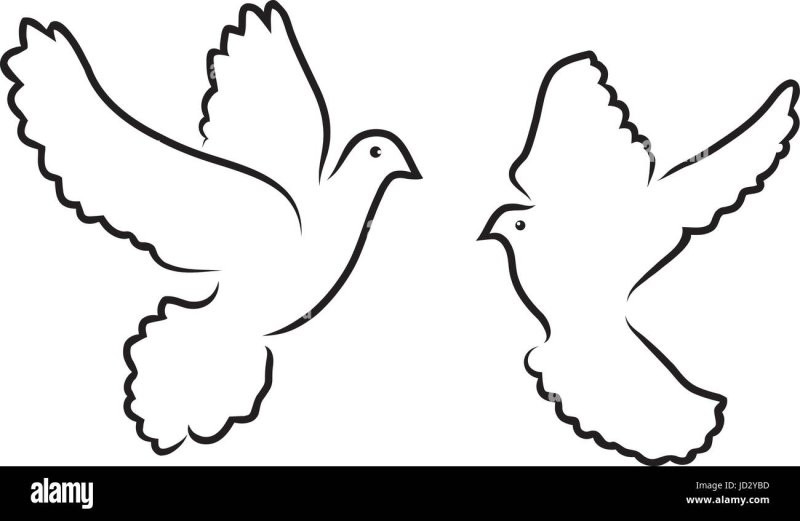Голубь шаблон