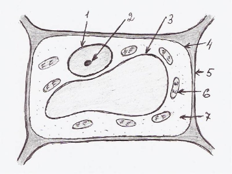Строение клетки растения рисунок