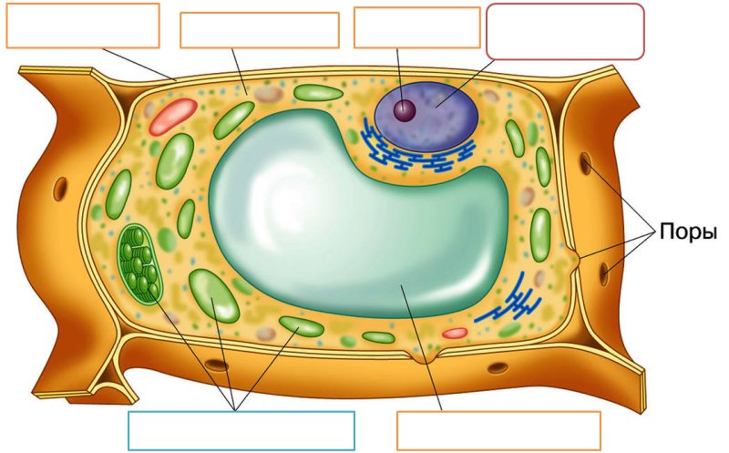 Рисунок клетки растения с обозначениями