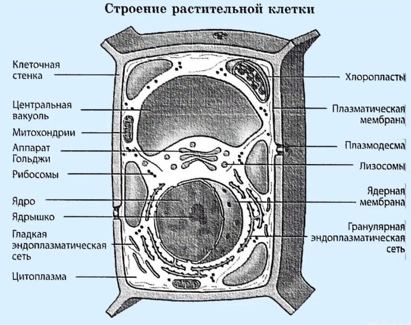Строение растительной клетки рисунок