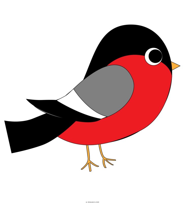 Снегирь рисунок для детей