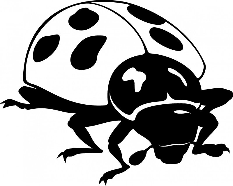 Насекомые черно белые