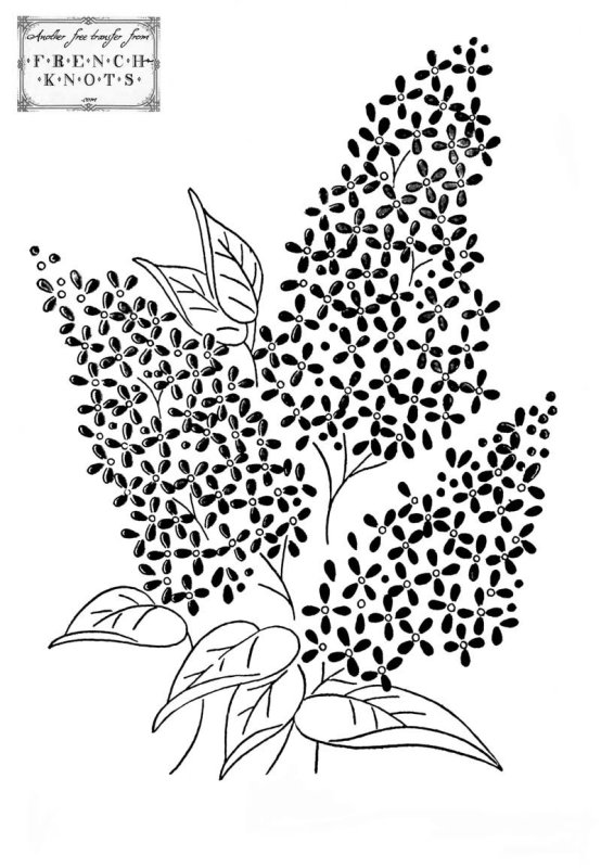 Сирень раскраска