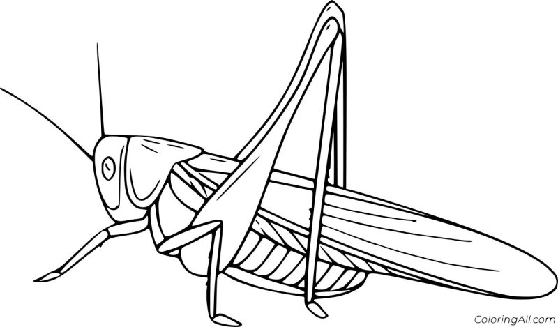 Кузнечик раскраска для детей