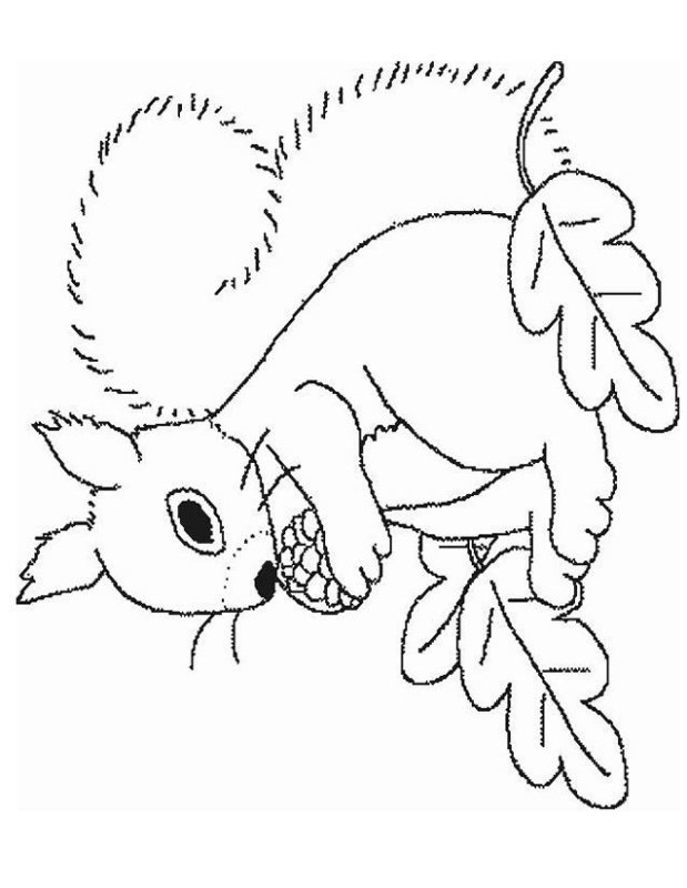 Белка с бельчатами раскраска для детей