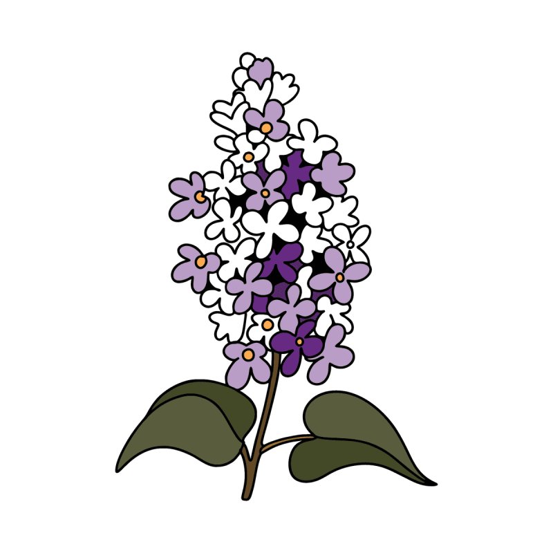 Раскраска цветы сирень