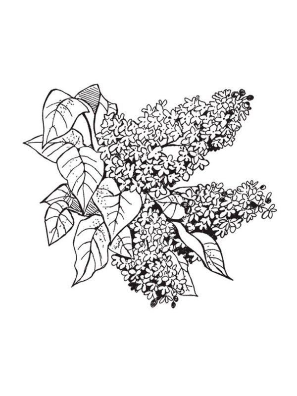 Сирень раскраска