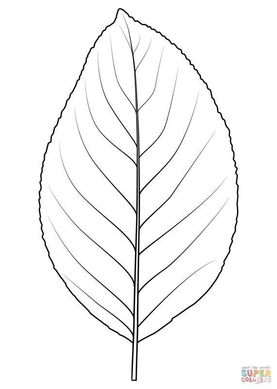 Листья раскраска для детей