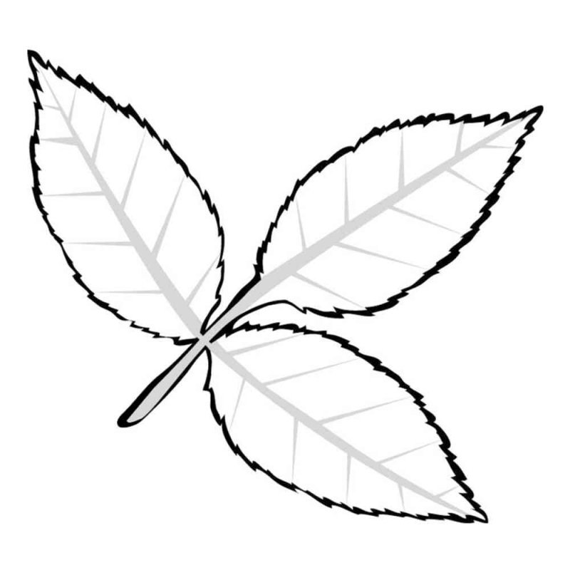 Трафареты "листья"