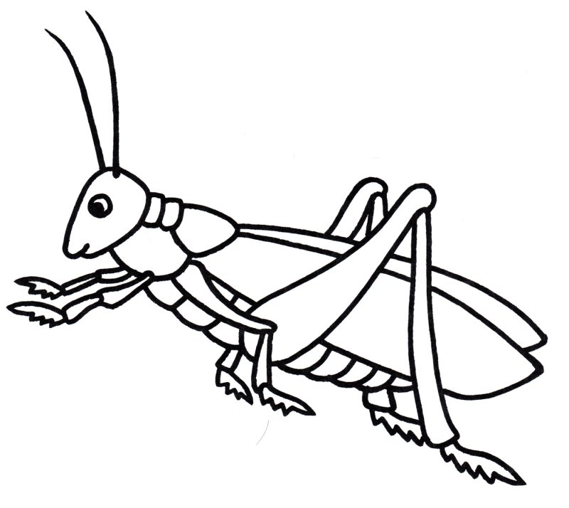Раскраски для детей насекомые кузнечик