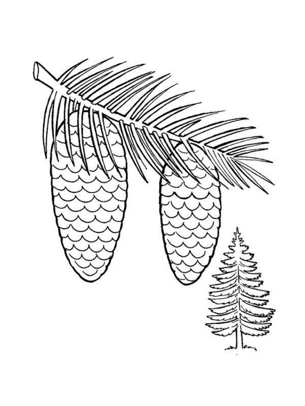 Шишки раскраска для детей