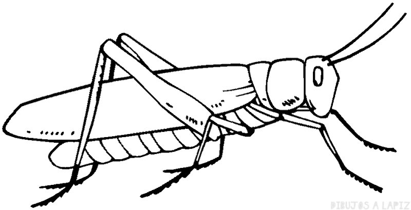 Раскраска насекомые для малышей