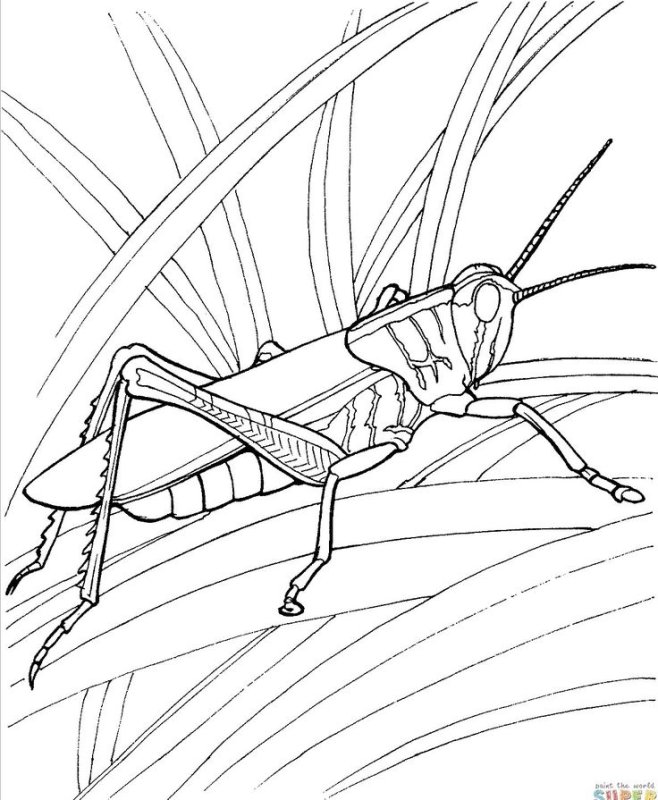 Насекомые раскраска для детей