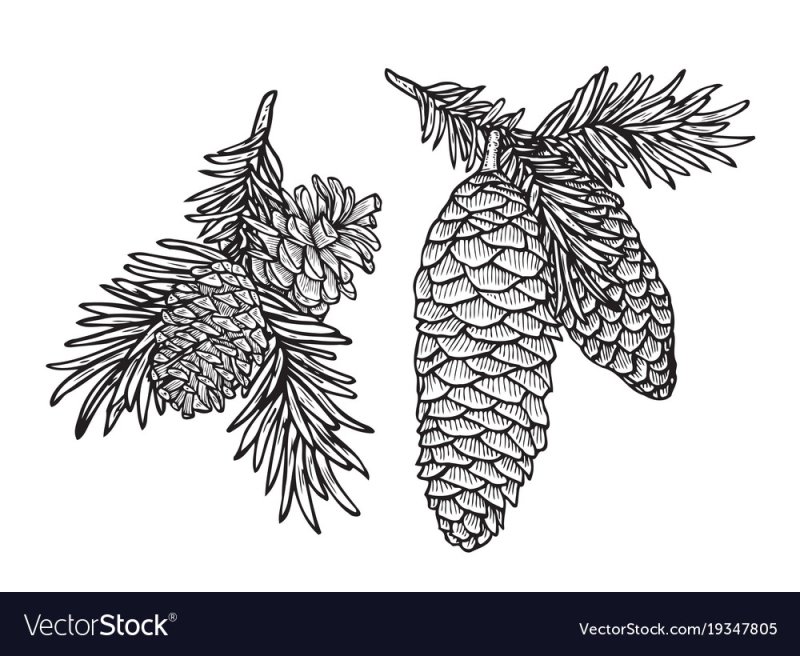Ветка с шишками вектор