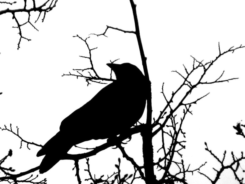 Ворона рисунок