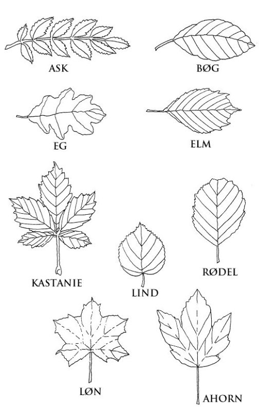Ясень лист трафарет