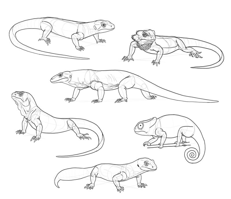 Ящерица раскраска