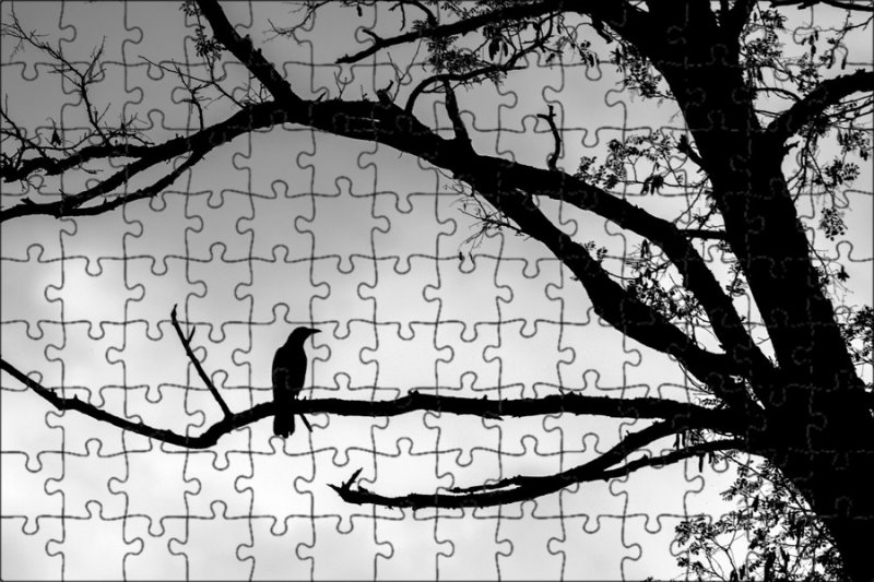 Силуэт дерева