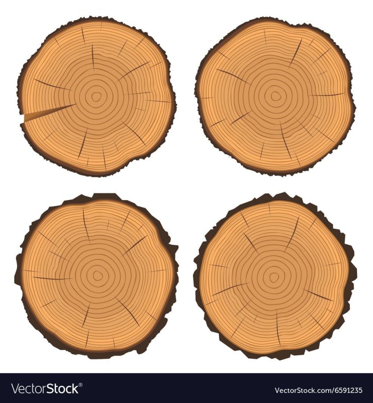 Срез бревна