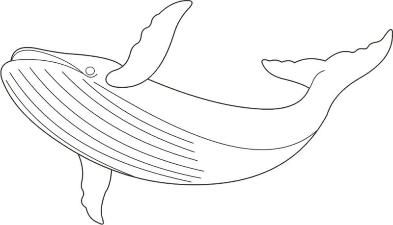 Синий кит раскраска для детей