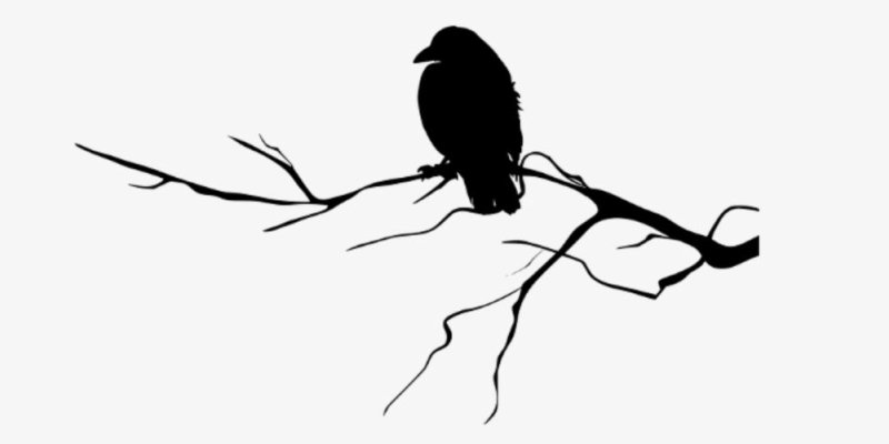Ворон на ветке силуэт