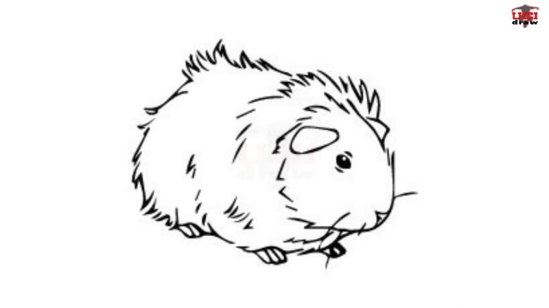 Морская Свинка трафарет