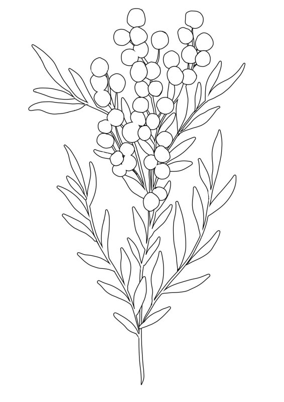 Веточка мимозы раскраска для детей