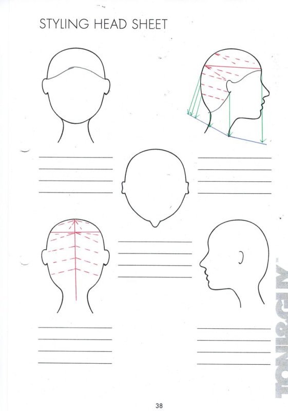 Схема головы для парикмахеров