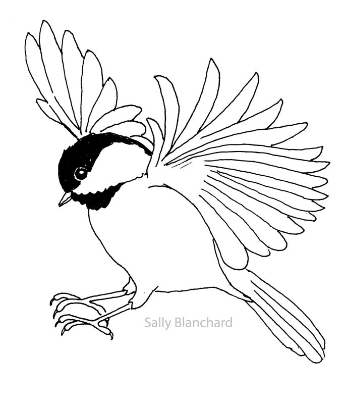 Синица раскраска