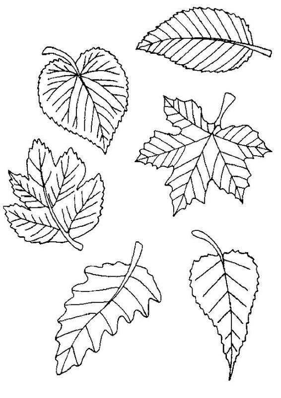 Листья шаблон