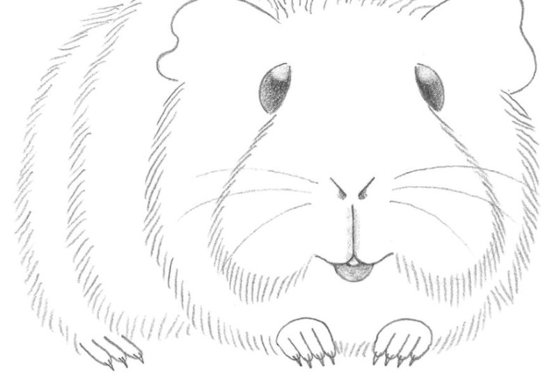 Раскраска хомяк