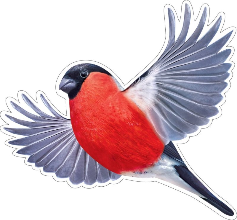 Снегирь рисунок