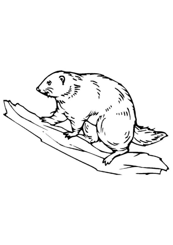 Речной Бобр раскраска