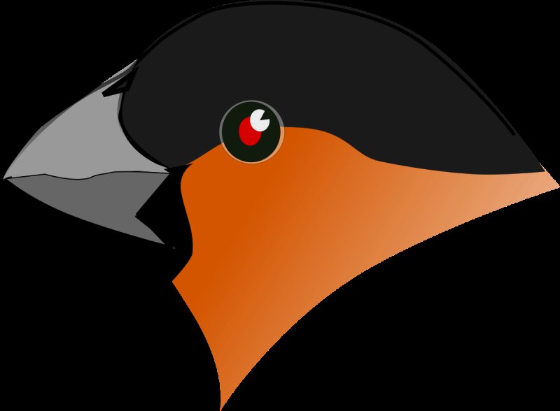 Голова снегиря