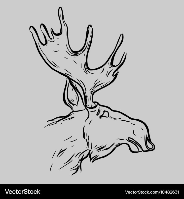 Эскиз головы лося