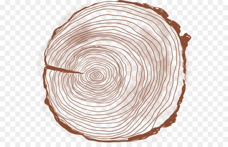 Срез дерева текстура