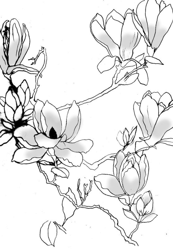 Магнолия эскиз