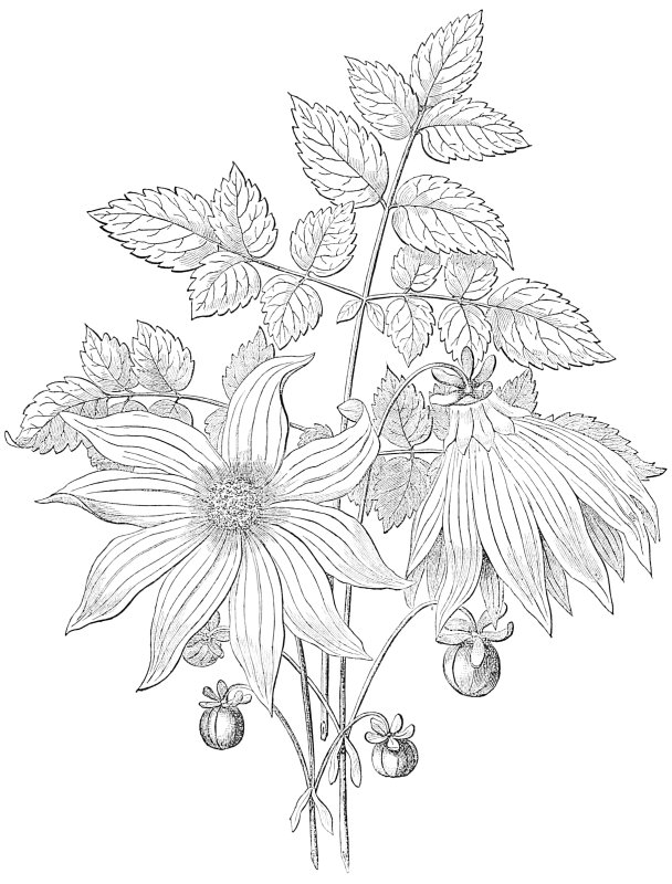 Георгины карандашом