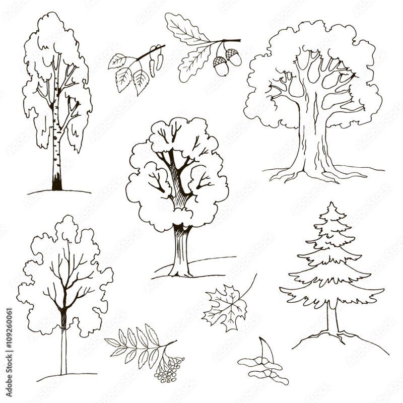 Лиственные деревья задания для дошкольников