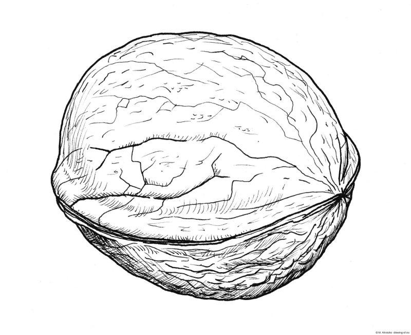 Орех картинка для детей раскраска