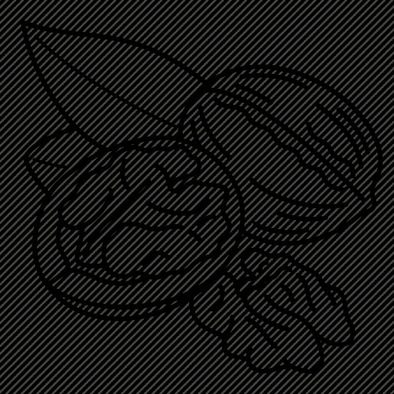 Грецкий орех раскраска для детей