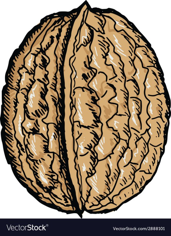 Орех грецкий