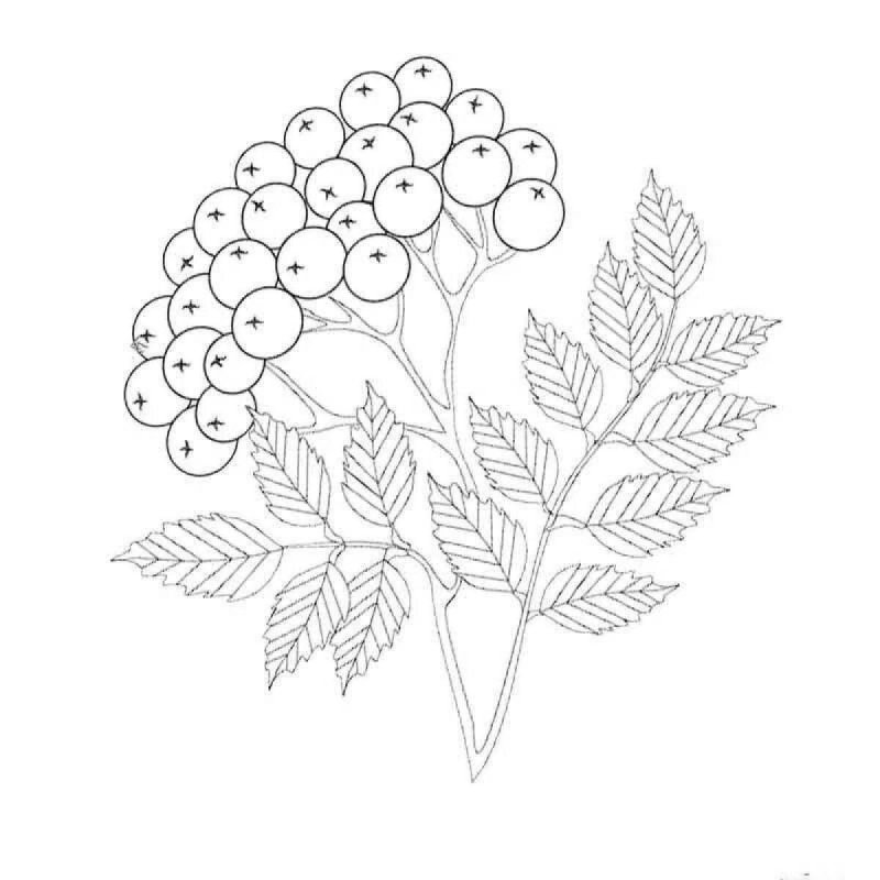 Рябина для раскрашивания детям