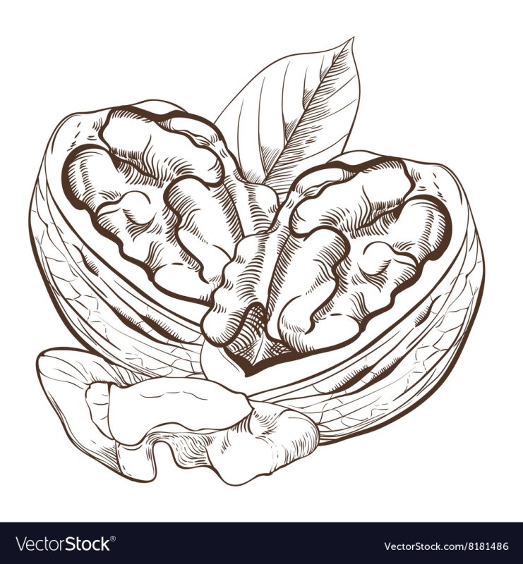 Орешки раскраска для детей