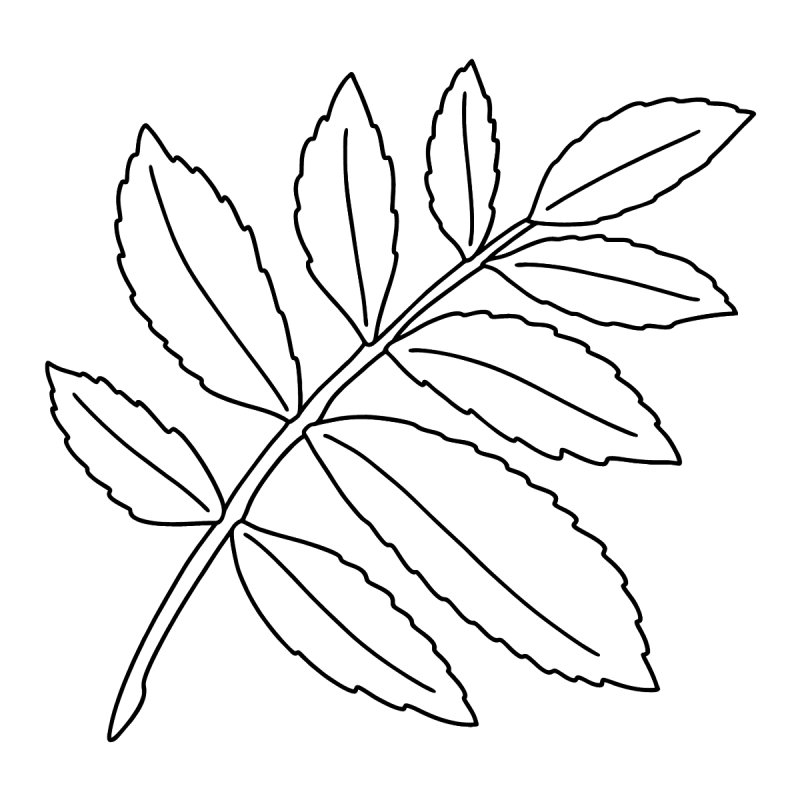 Листья раскраска для детей